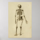 Search for vintage medical skeleton posters Bones