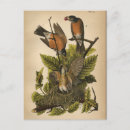 Search for audubon postcards Lithograph