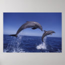 Search for bottlenose posters Animal