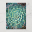 Search for echeveria postcards Plant