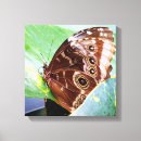 Search for bug canvas prints Nature
