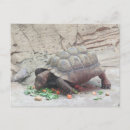 Search for turtles tortoise postcards Tortoises