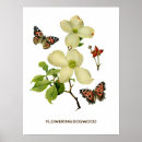 Search for dogwoods posters Butterflies