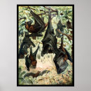 Search for flying bats posters Fruit bat