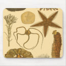 Search for algae mouse mats Anemone