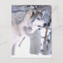 Search for timber wolf postcards Snow