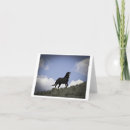 Search for mustang cards Photography