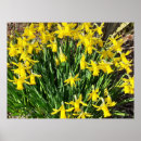 Search for daffodil posters Colorful