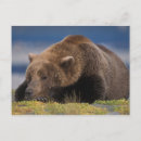 Search for bear postcards Sleeping