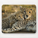 Search for cheetahs mouse mats Wild animals