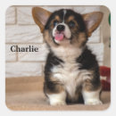Search for pembroke welsh corgi stickers Animal