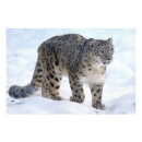 Search for wildcat art Winter