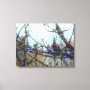 Search for robin bird canvas prints Nature