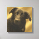 Search for wise photography Animal