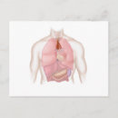 Search for digestion postcards Physiology