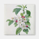 Search for shrubs magnets Plants