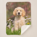 Search for golden retriever blankets Cute