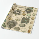 Search for bird nest wrapping paper Eggs
