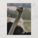 Search for ostrich photography Ostriches