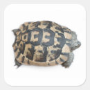Search for shell pattern stickers Texture