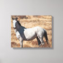 Search for horse canvas prints Stallions