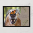 Search for dog quotes postcards Animal
