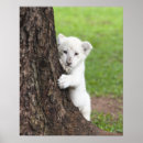 Search for 3 lions art Wildlife