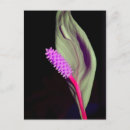 Search for blüte postcards Rosa