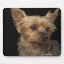 Search for short mouse mats Animals