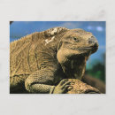 Search for iguanas postcards Lizard