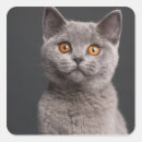 Search for british shorthair cat stickers Cute cats