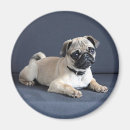 Search for lounging magnets Dog