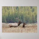 Search for bull elk posters Wyoming