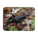 Search for cricket magnets Bug