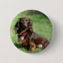 Search for dachshund long haired badges Zwergteckel
