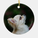 Search for long haired chihuahua christmas tree decorations Headshot