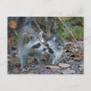 Search for ding postcards Florida