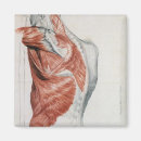 Search for shoulder magnets 19th