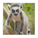 Search for community tiles Animal