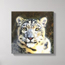 Search for snow leopard canvas prints Animals