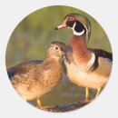 Search for wood duck stickers Drake