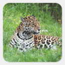 Search for cats jaguar stickers Safari