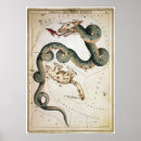 Search for constellation draco Dragon