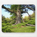 Search for cedar mouse mats Tree