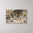 Search for tree frog canvas prints Outdoors