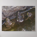 Search for froggy posters Nature