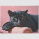 Search for black panther Cat