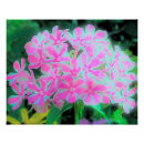 Search for fuchsia flower posters White