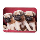 Search for pug magnets Animal