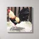 Search for rooster chicken canvas prints Chickens